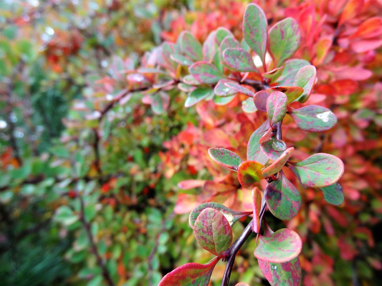 Image - nature autumn nostalgia