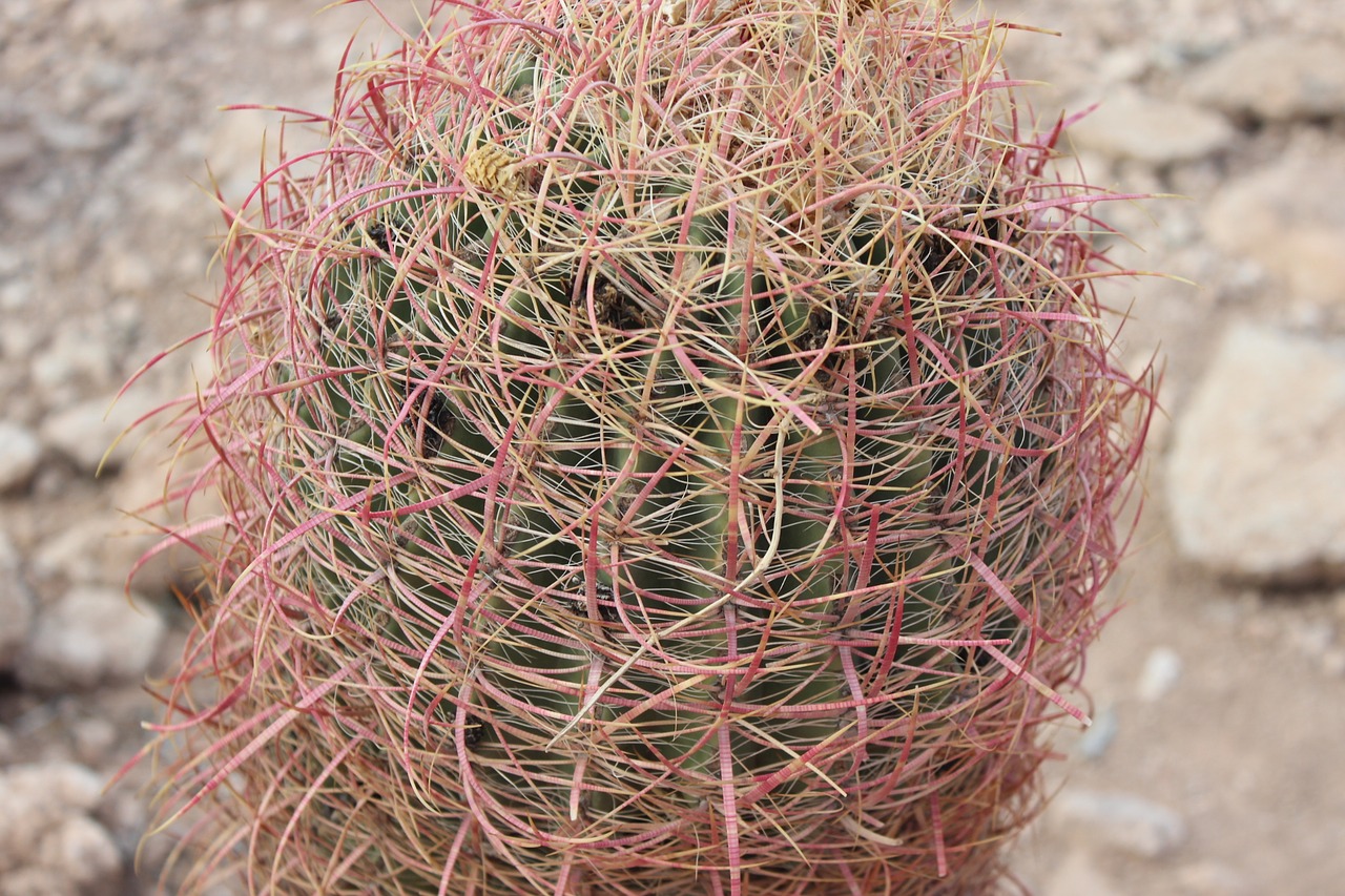 Image - cactus plant desert nature summer