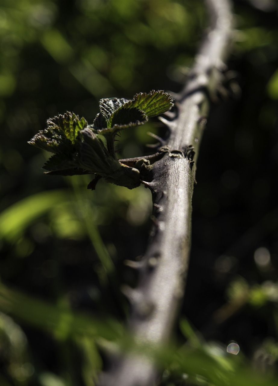 Image - thorns vine plant green nature