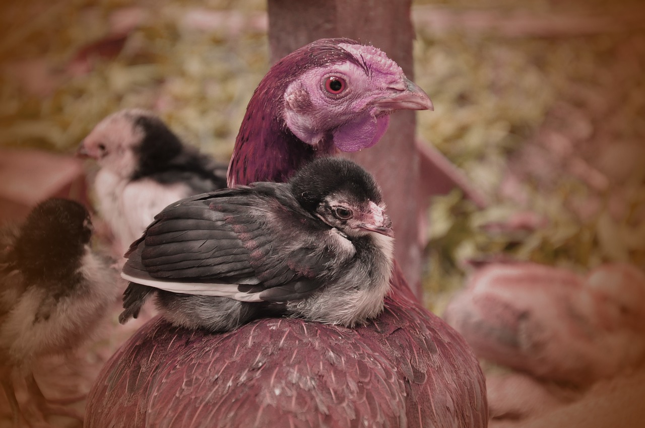 Image - motherhood chicken animal love