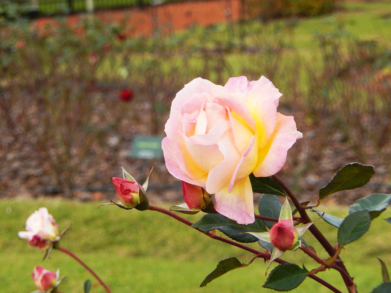 Image - rosa flower flower color pink