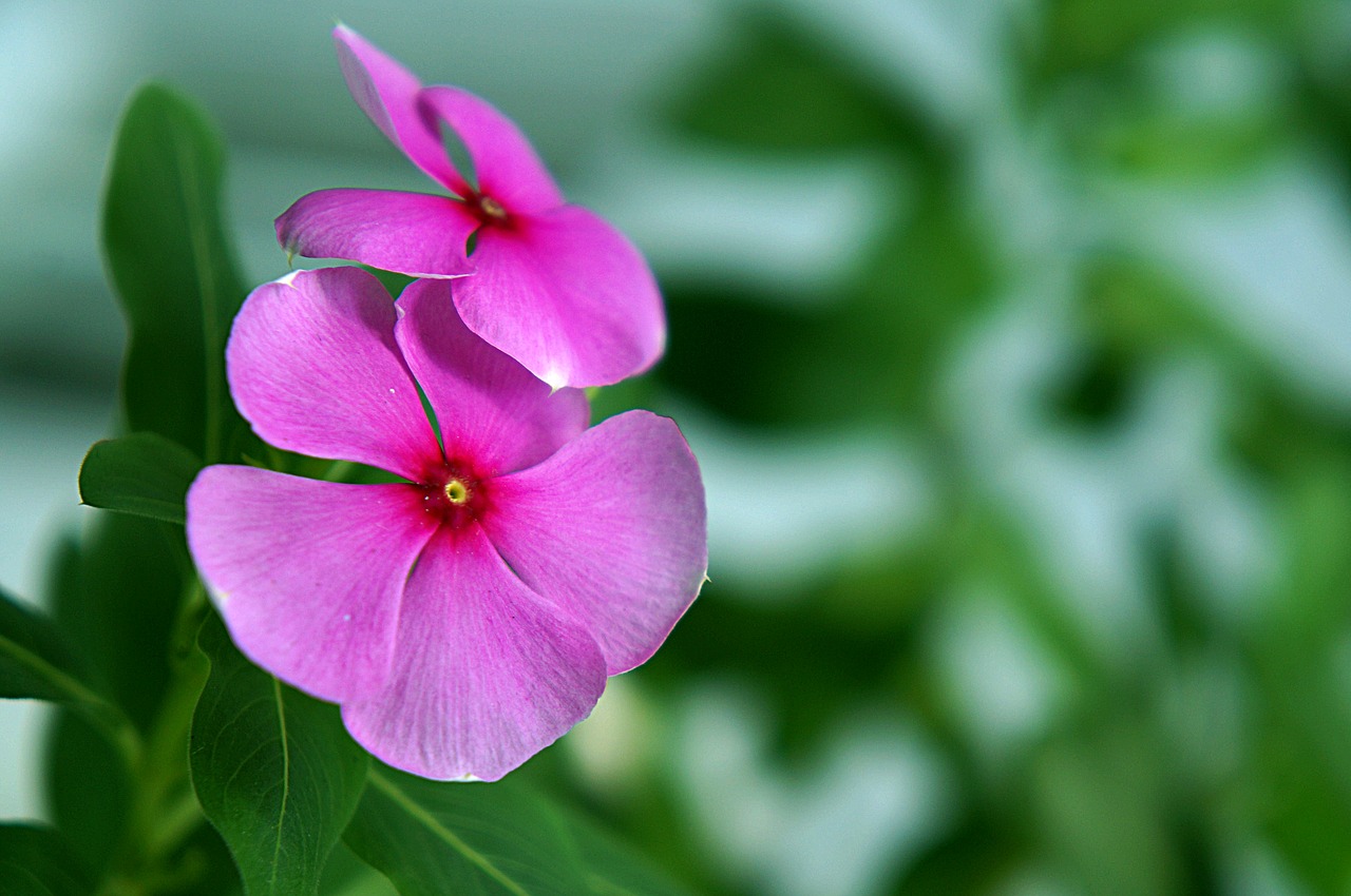 Image - natural periwinkle flowers pink