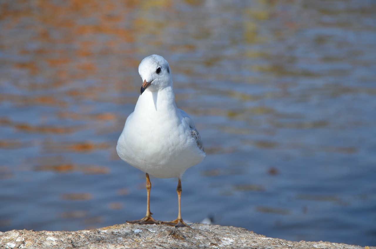 Image - tags with a comma separated seagulls