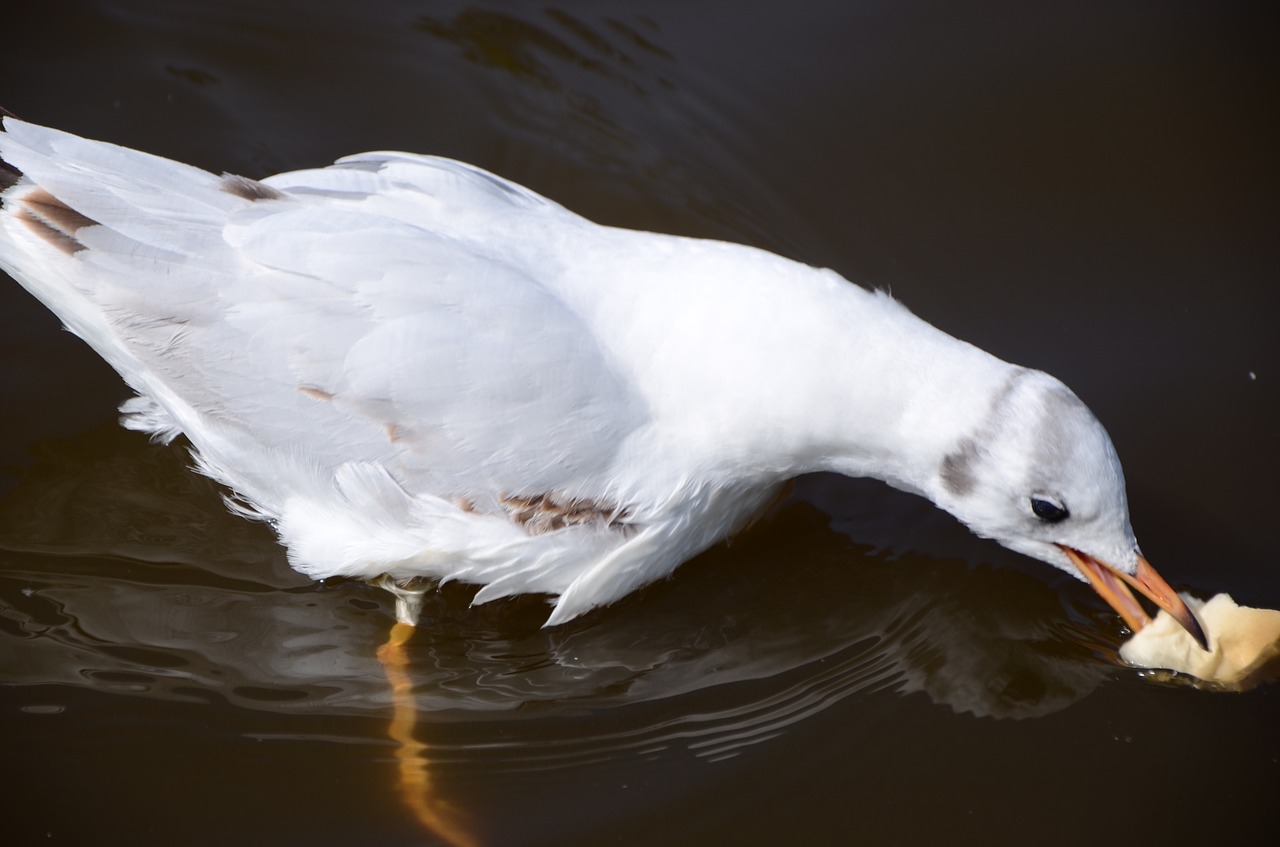 Image - tags with a comma separated seagulls