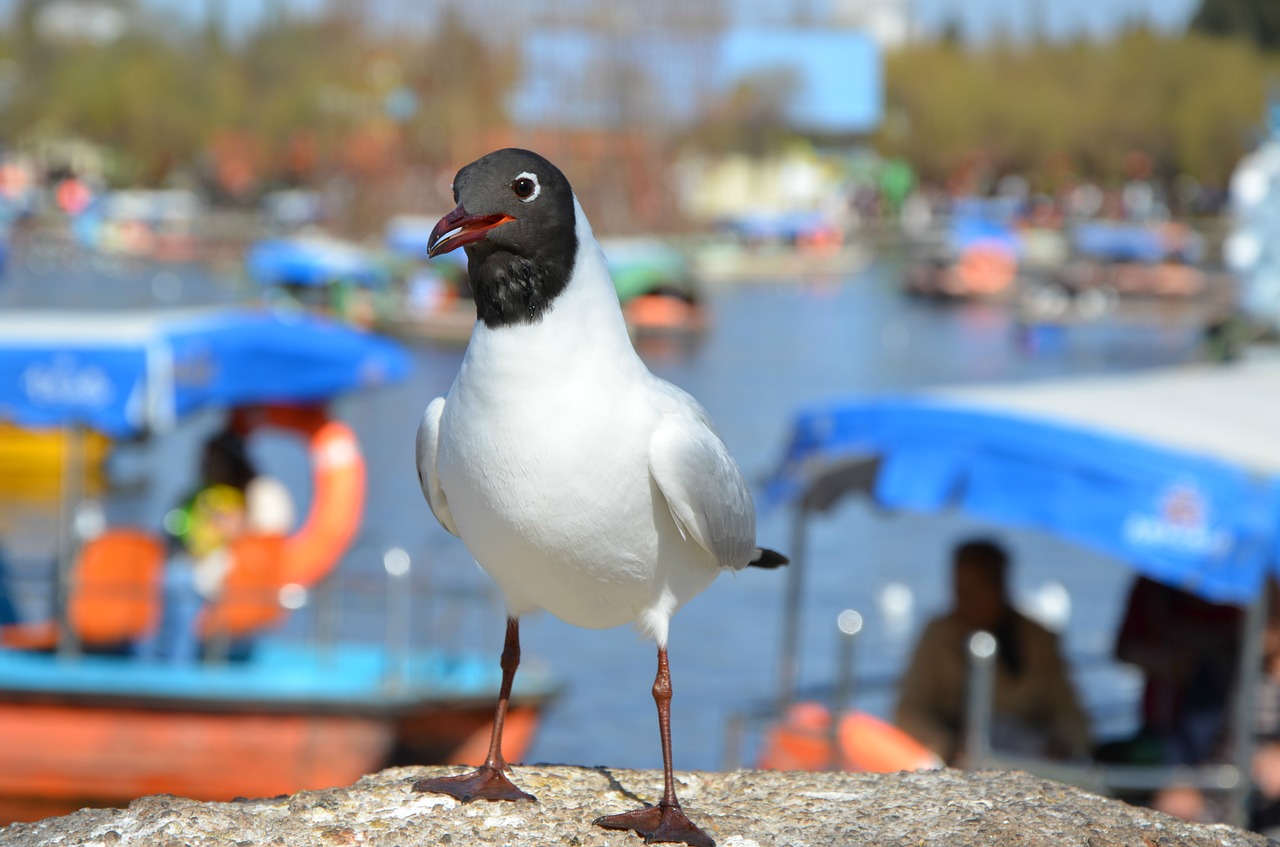 Image - tags with a comma separated seagulls