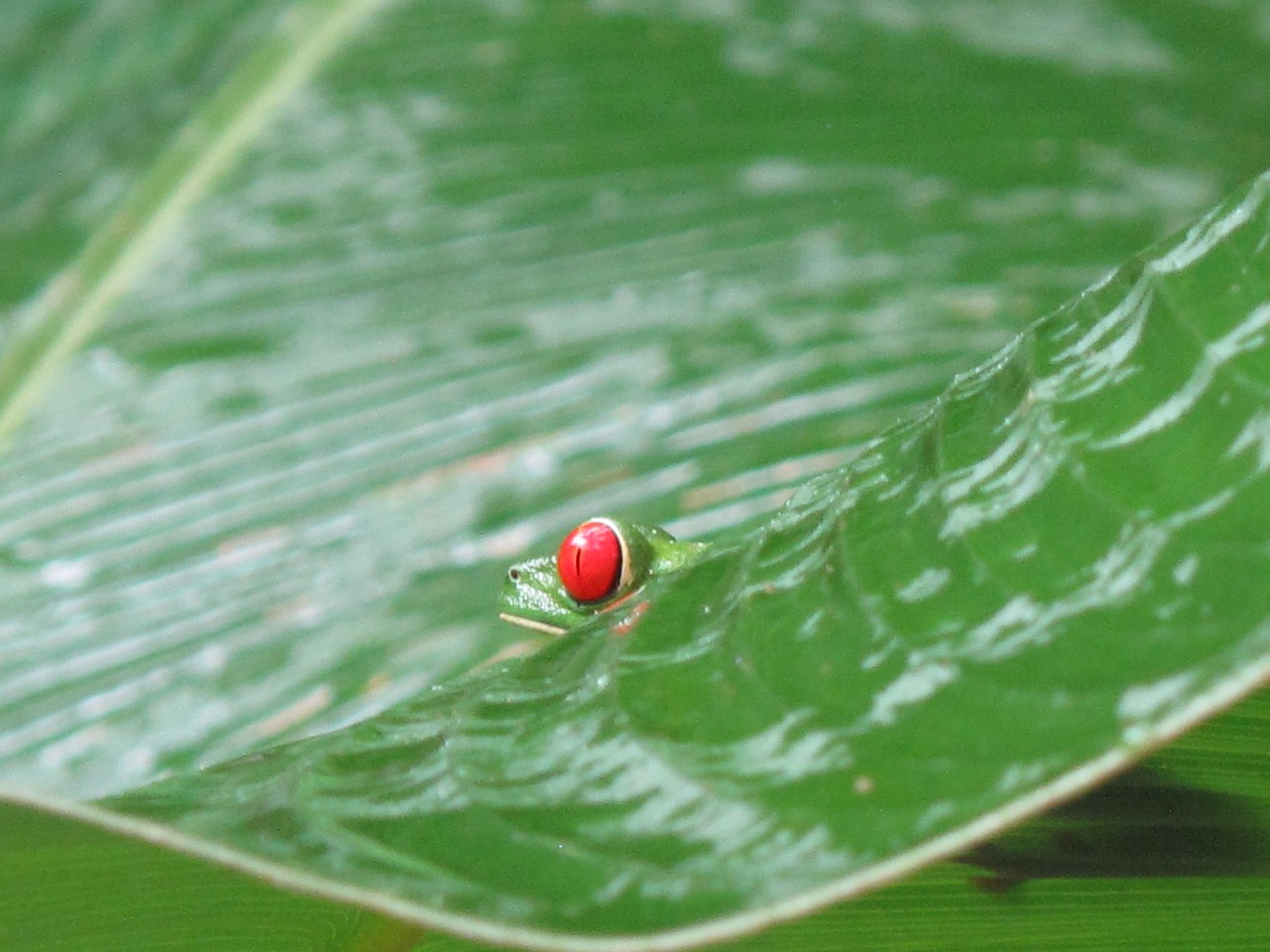 Image - costa rica frog nature