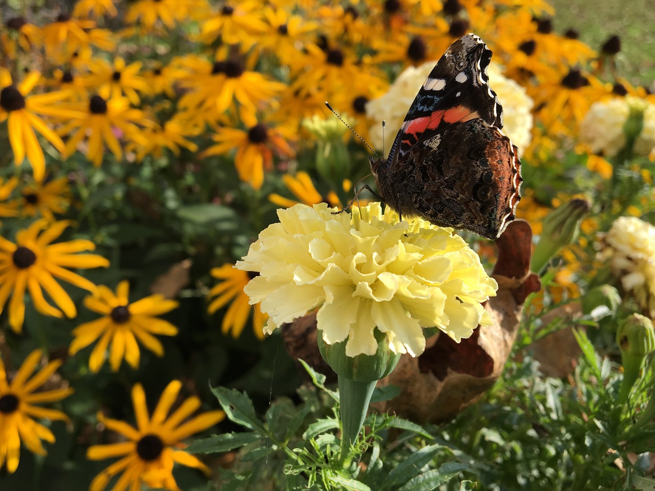 Image - butterfly flower marigold