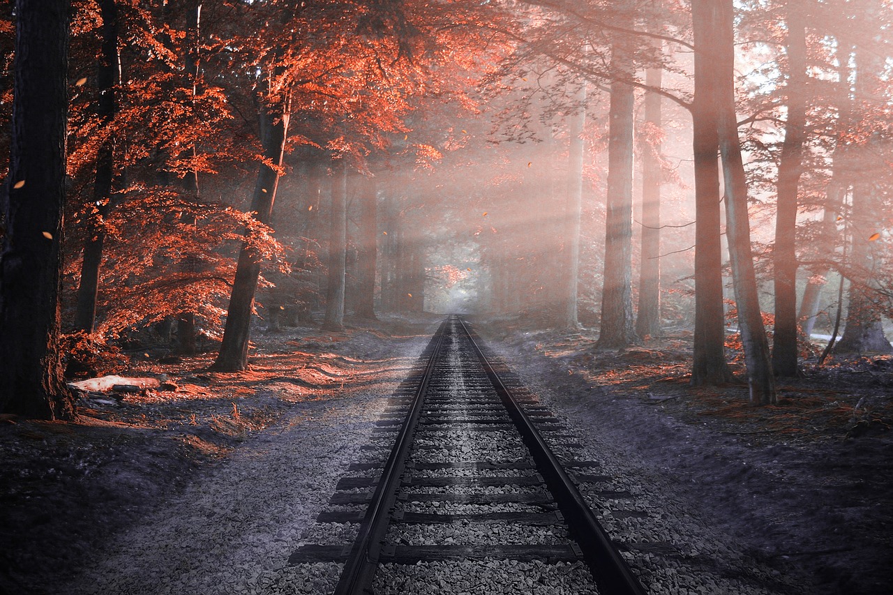 Image - railway forest sleepers tree rails