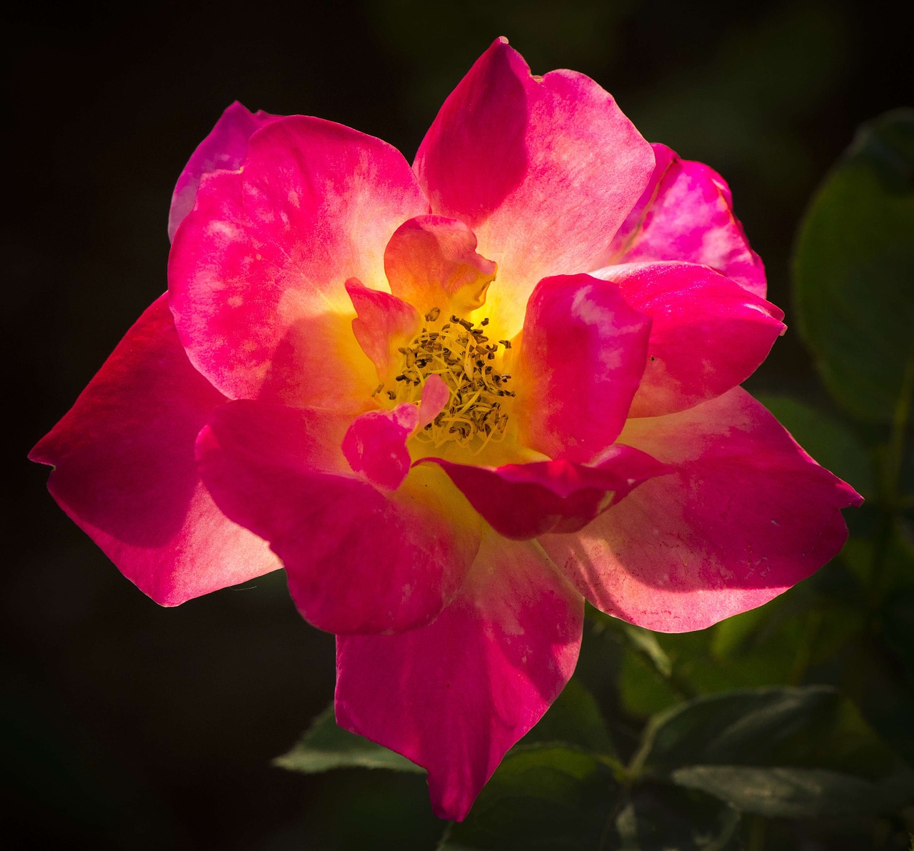 Image - rose backlight close beautiful