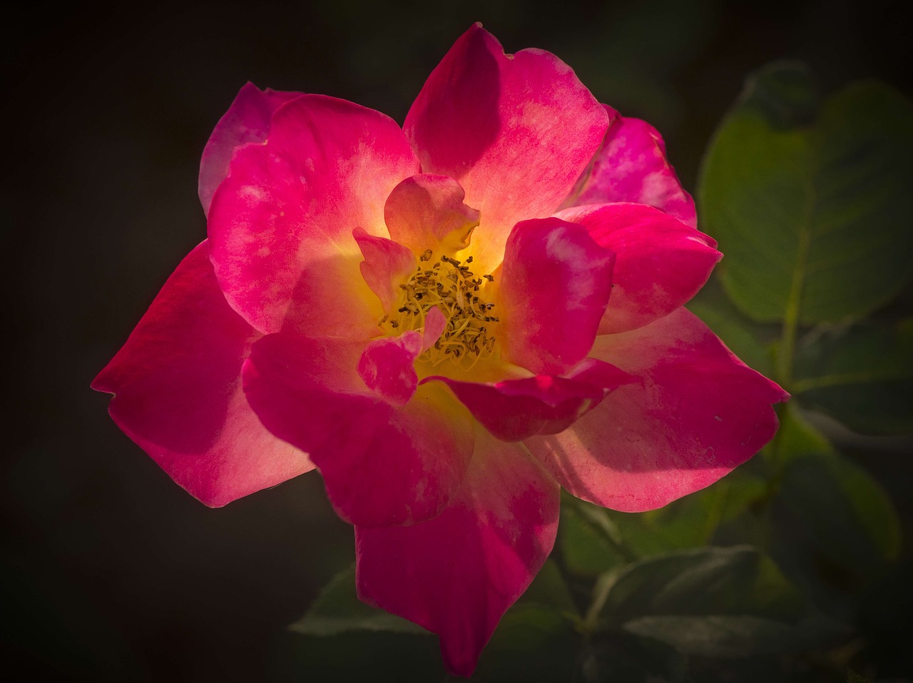 Image - rose pink backlight close macro