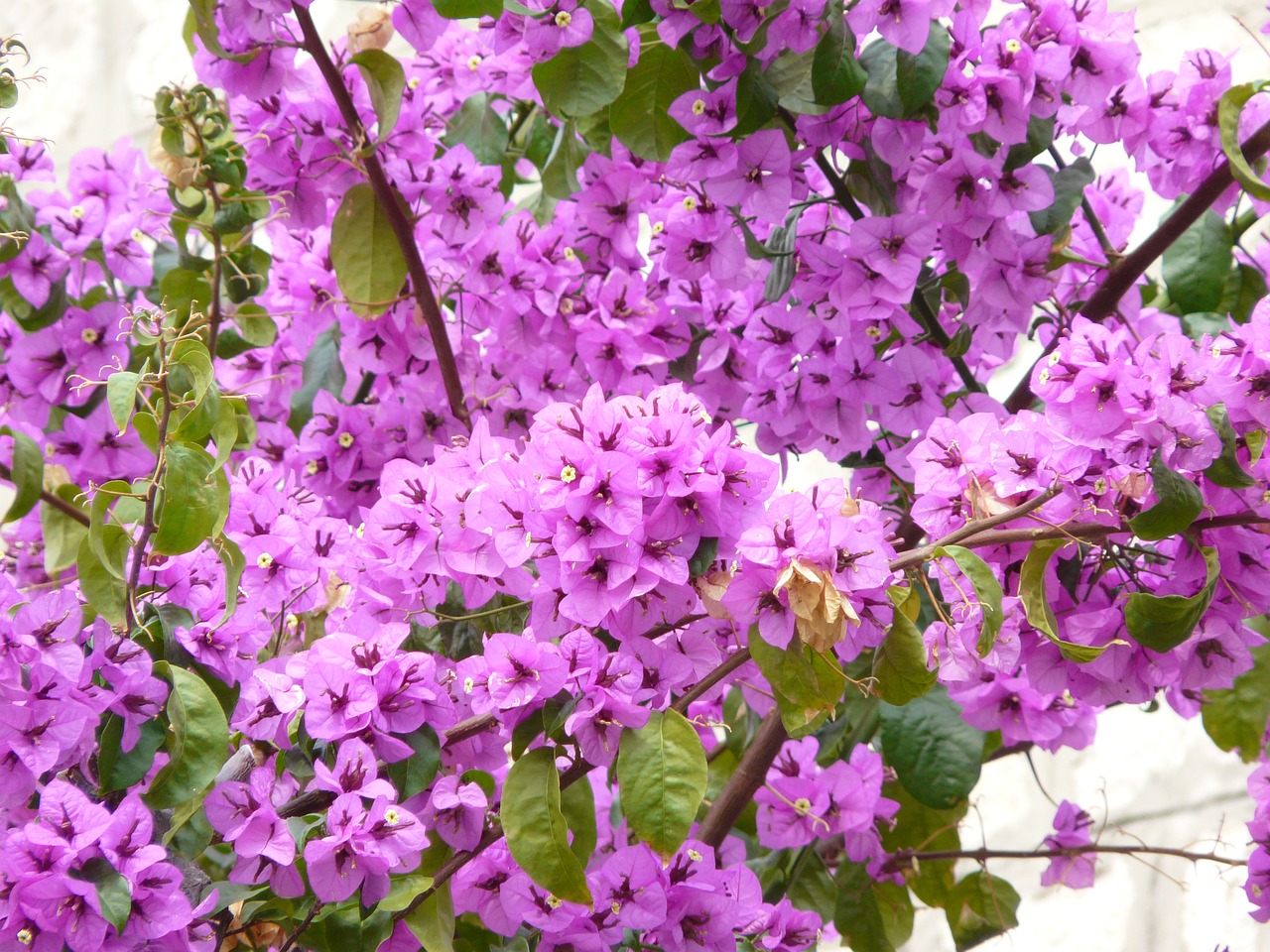 Image - flower bougainvillea plant color