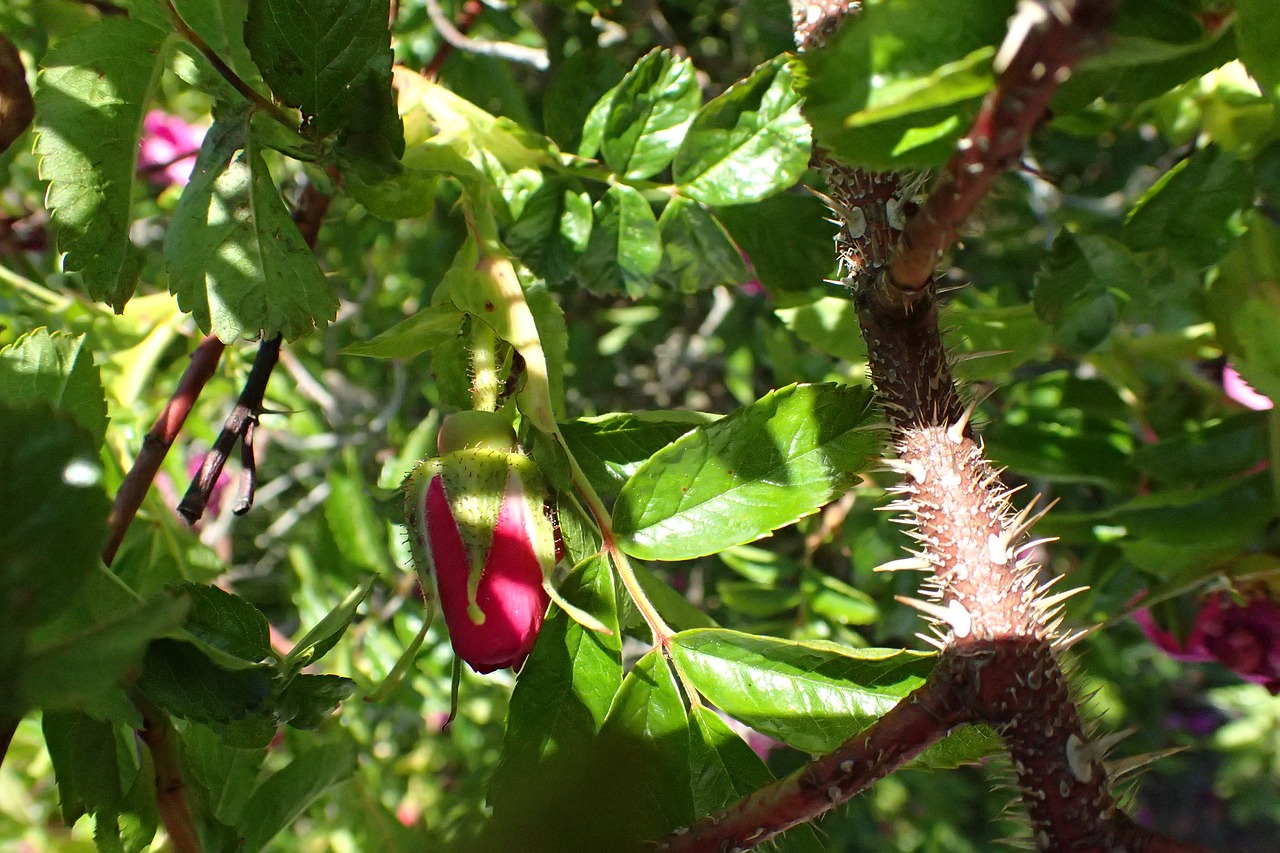 Image - rose bush spikes