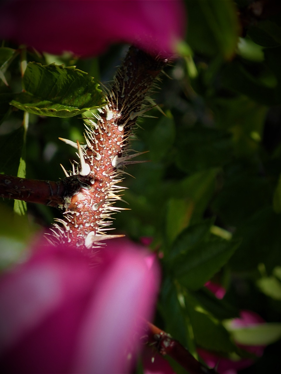 Image - rose bush spikes