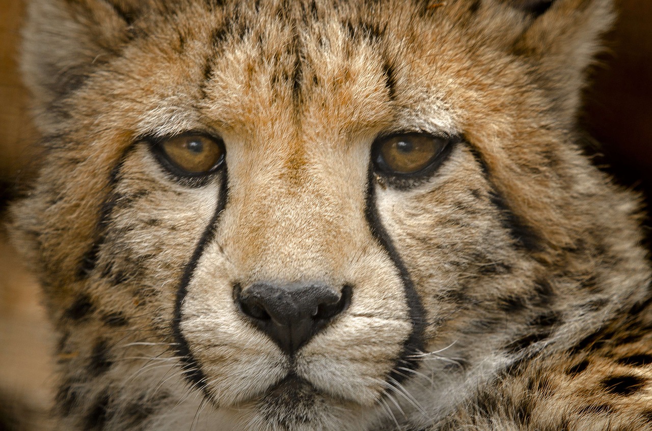 Image - cheetah cub close spots eyes