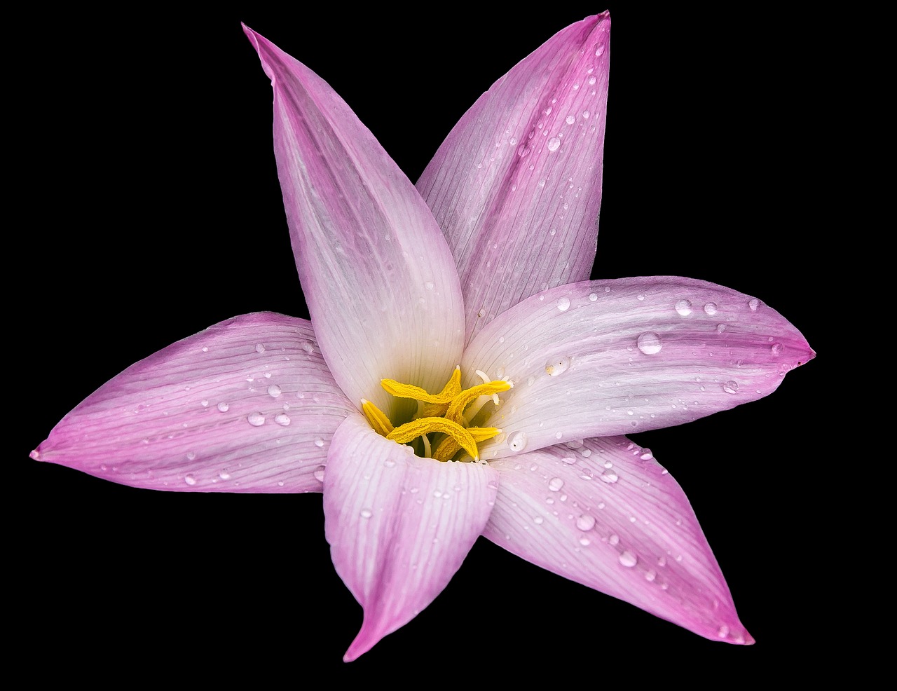 Image - lily flower blossom plant floral