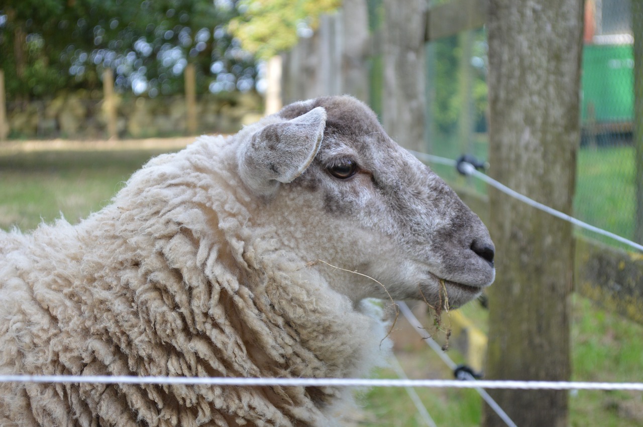 Image - sheep close farm wool animal