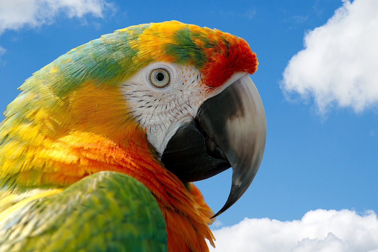 Image - parrot macaw bird nature wild