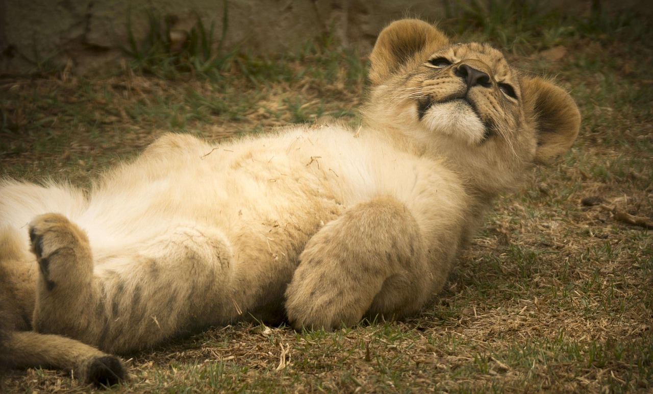 Image - lion cub cute smile comical cuddly