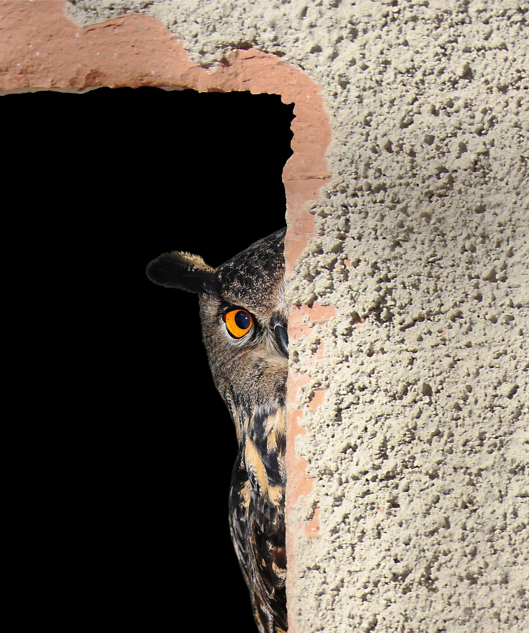 Image - owl hiding peeking peeping peek