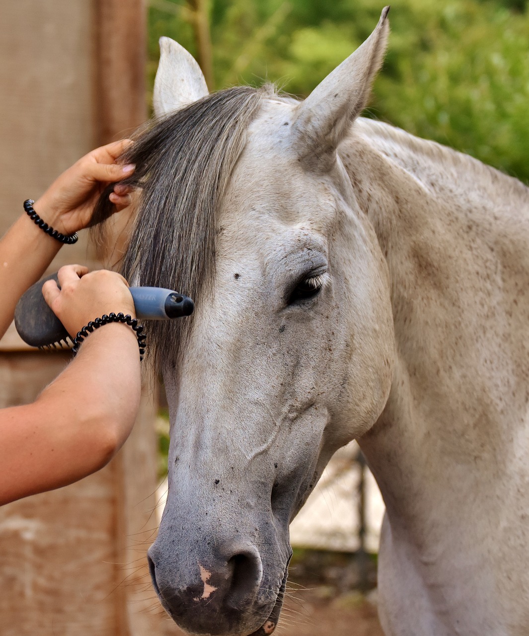 Image - horse love horse clean brush