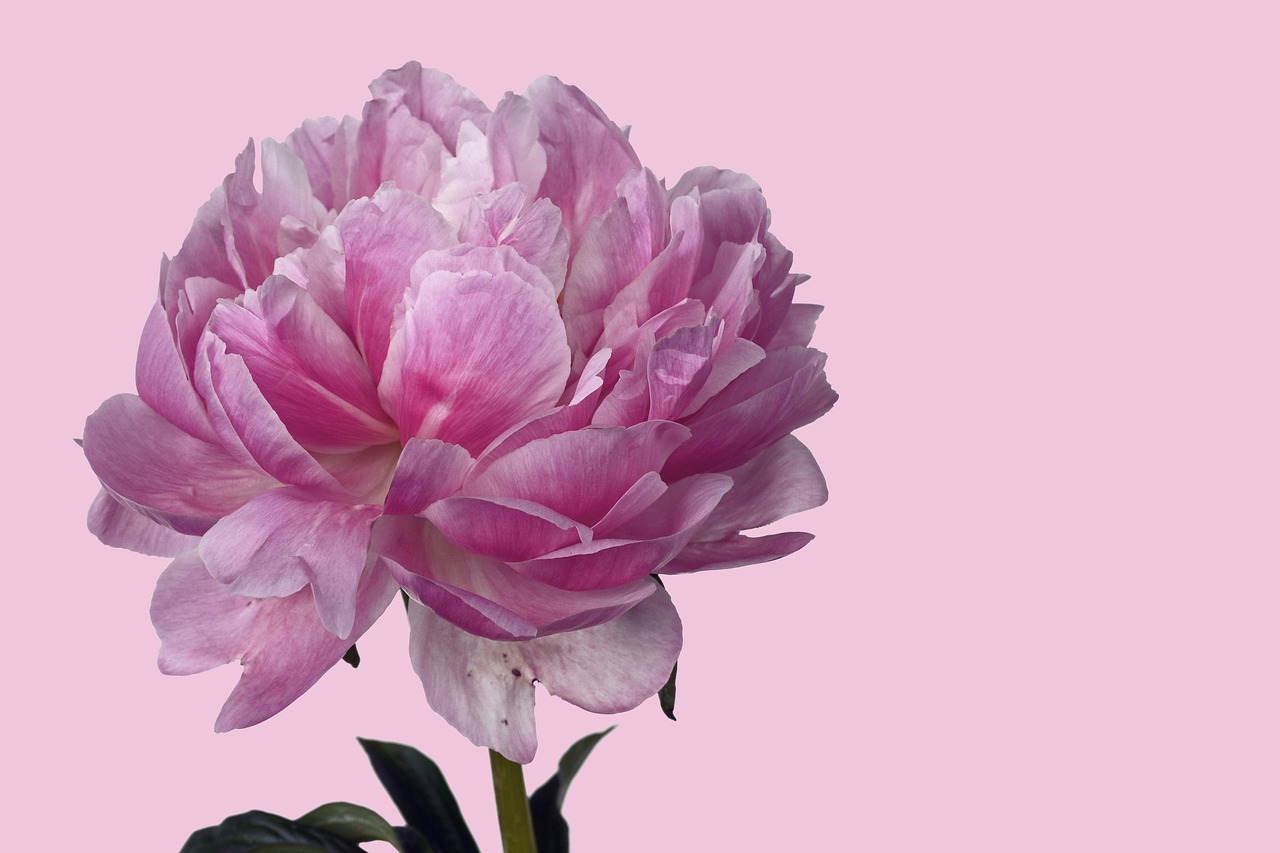 Image - peony flower floral blossom pink