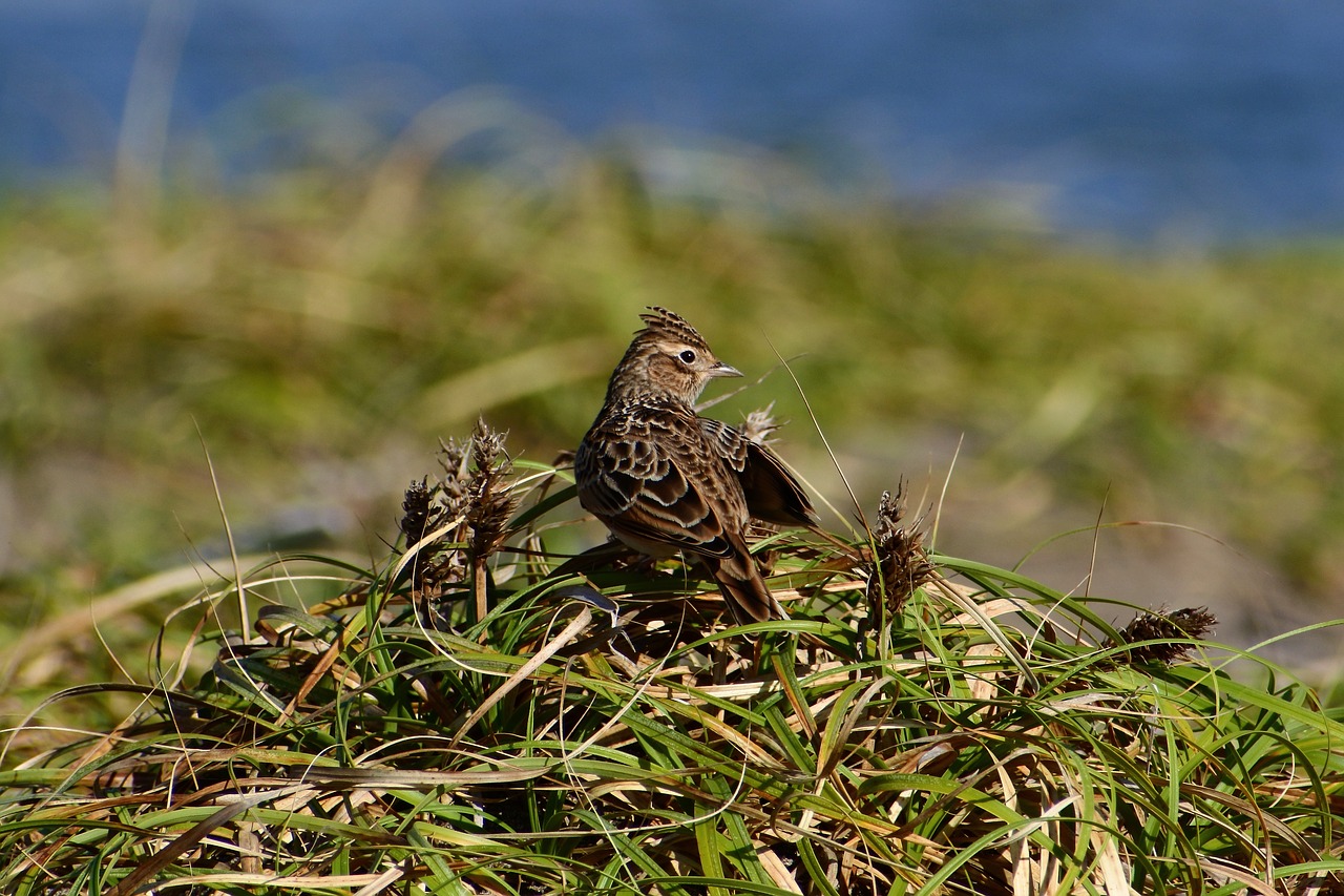 Image - animal sea beach grass little bird