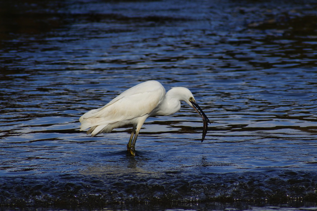 Image - animal sea river estuary wave