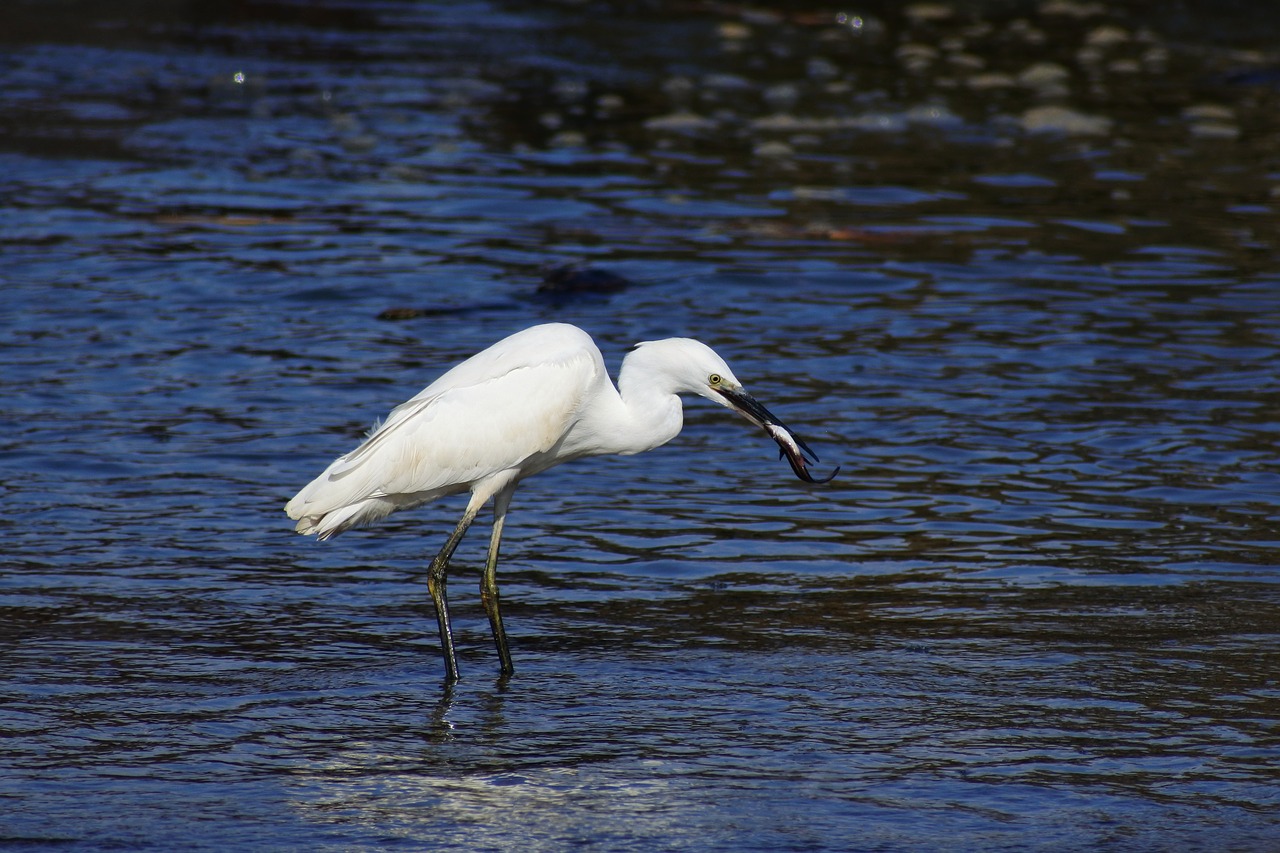 Image - animal sea river estuary wave