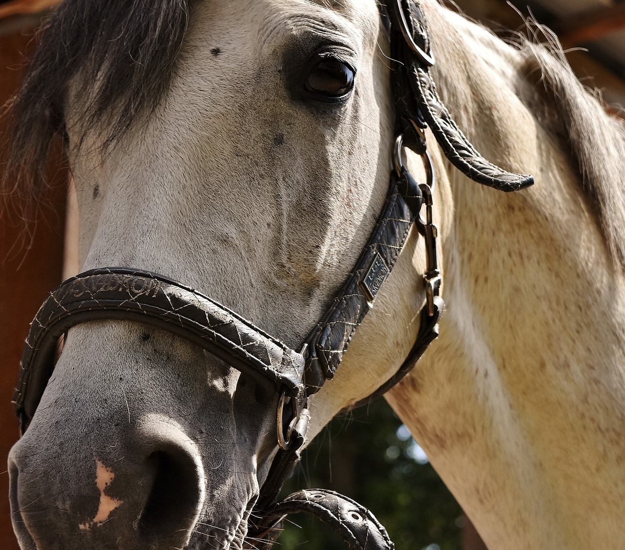 Image - horse mold horse head paddock