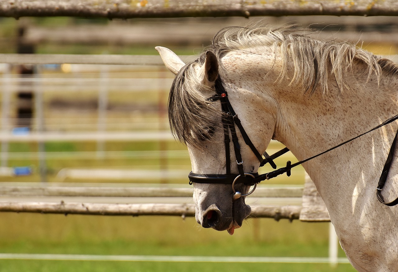 Image - horse mold pasture coupling meadow