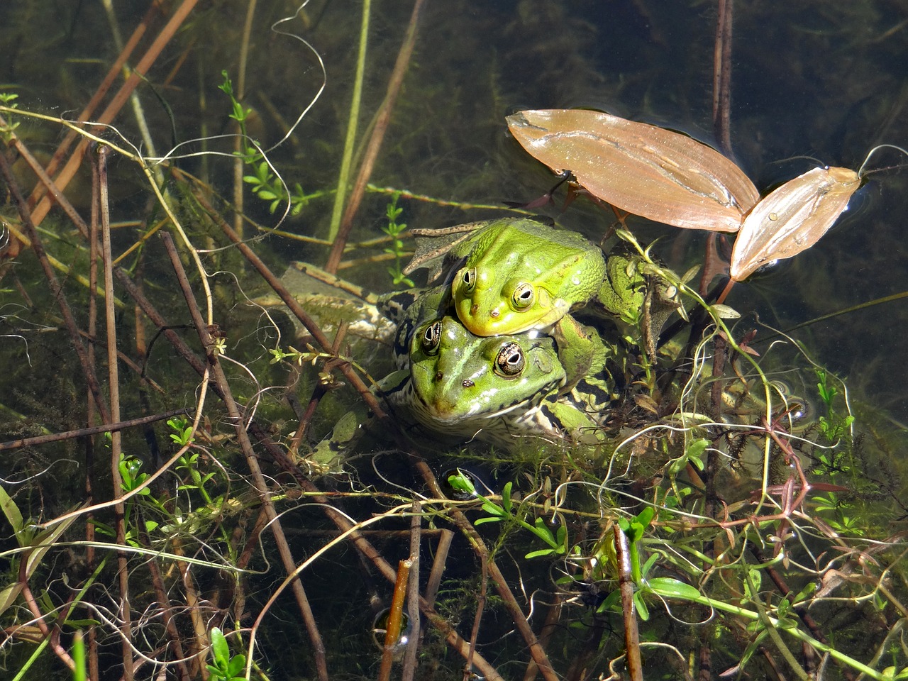 Image - the frog pond green the frog pond