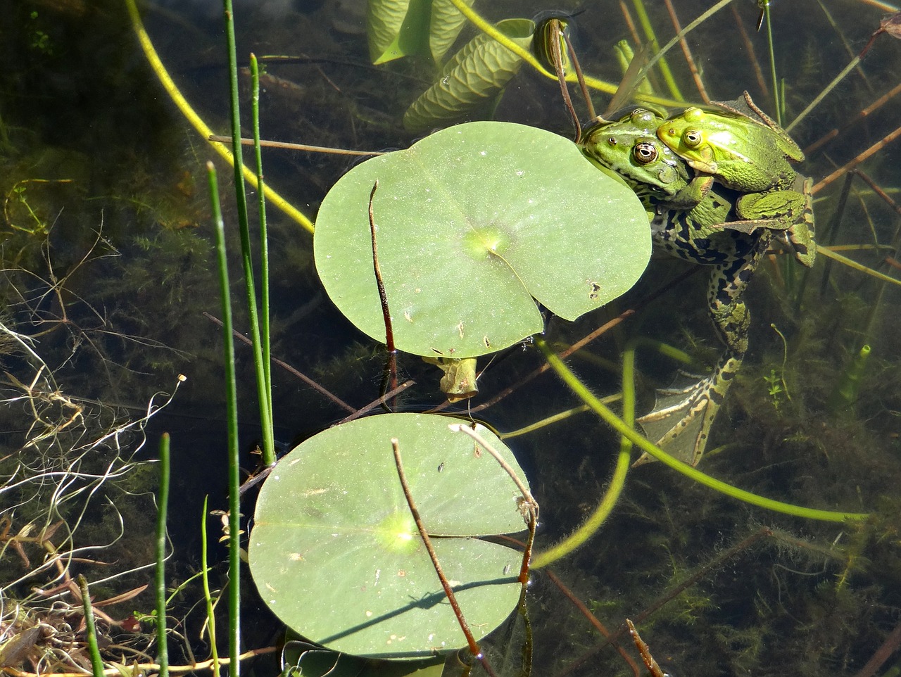 Image - the frog pond green the frog pond