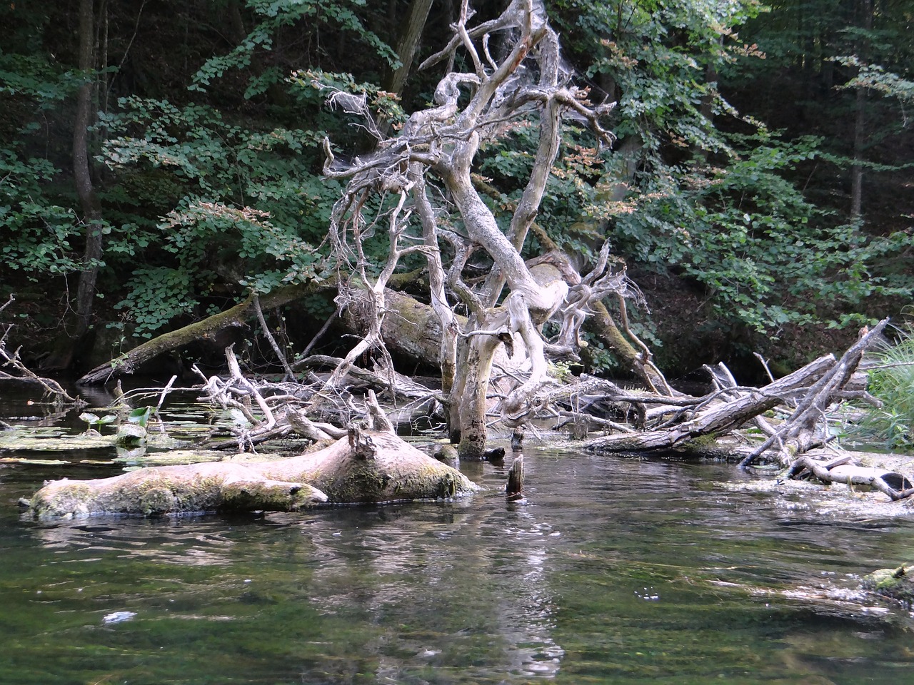 Image - krutynia water river logs of trees