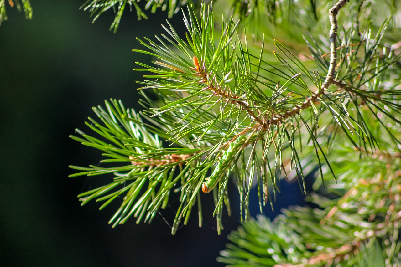 Image - needles forest background pine