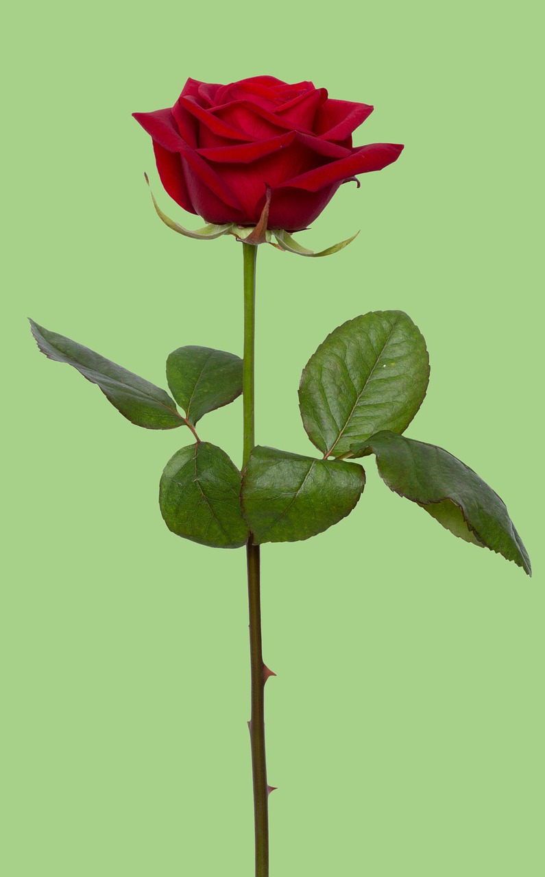 Image - rose red red rose flower love