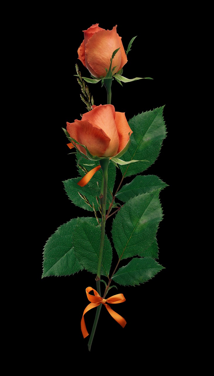 Image - rose orange flower nature green