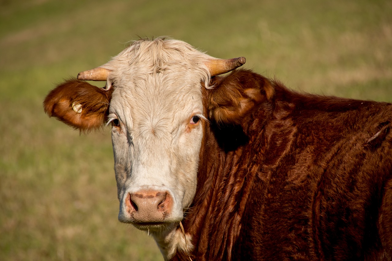 Image - bull cattle stock brown white