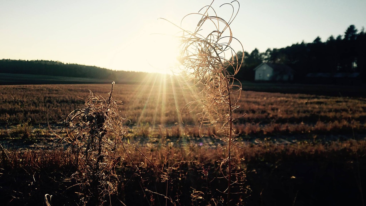 Image - finland harvest light sun north