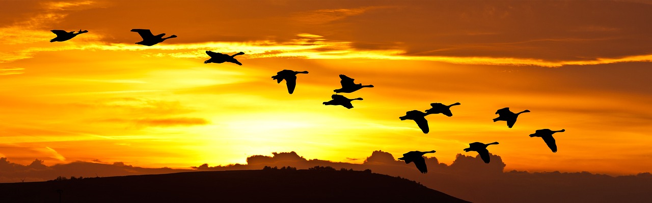 Image - sunrise birds flight silhouette
