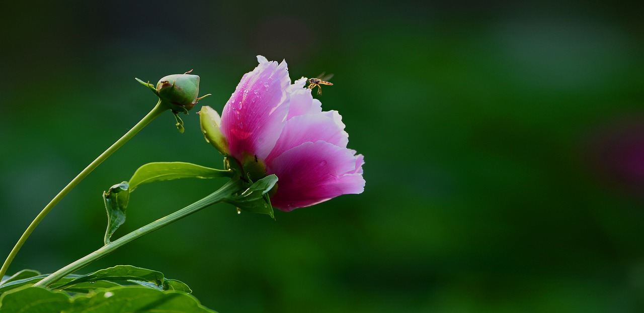 Image - flower peony flowers spring bee