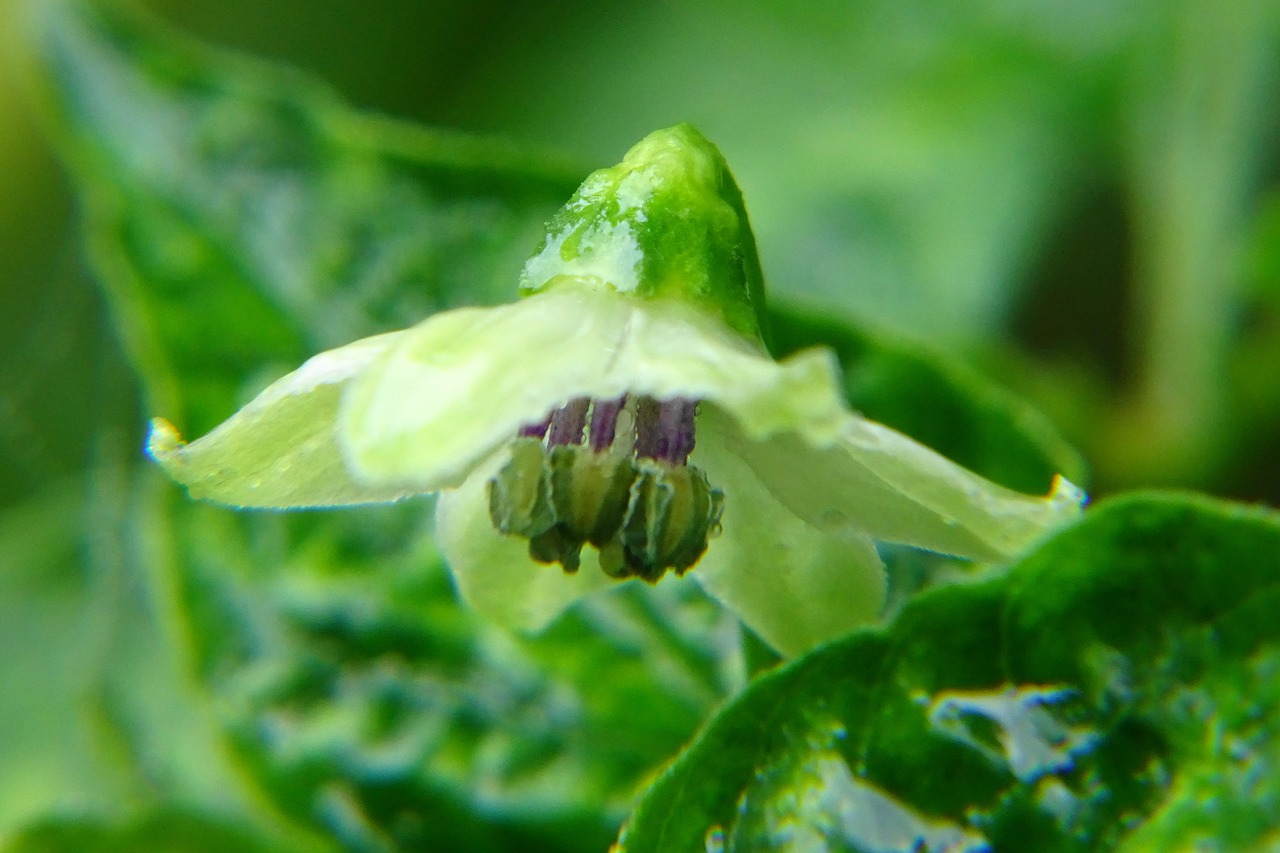 Image - chilli petals nature natural