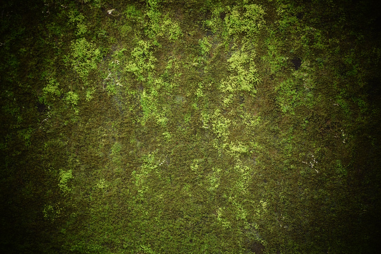 Image - grass old green nature texture