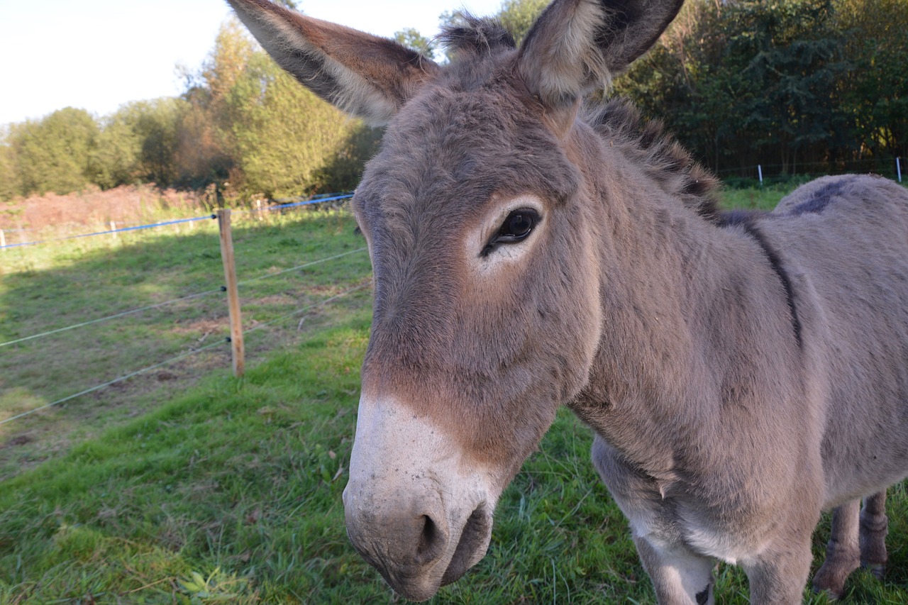 Image - donkey colt nanon head profile