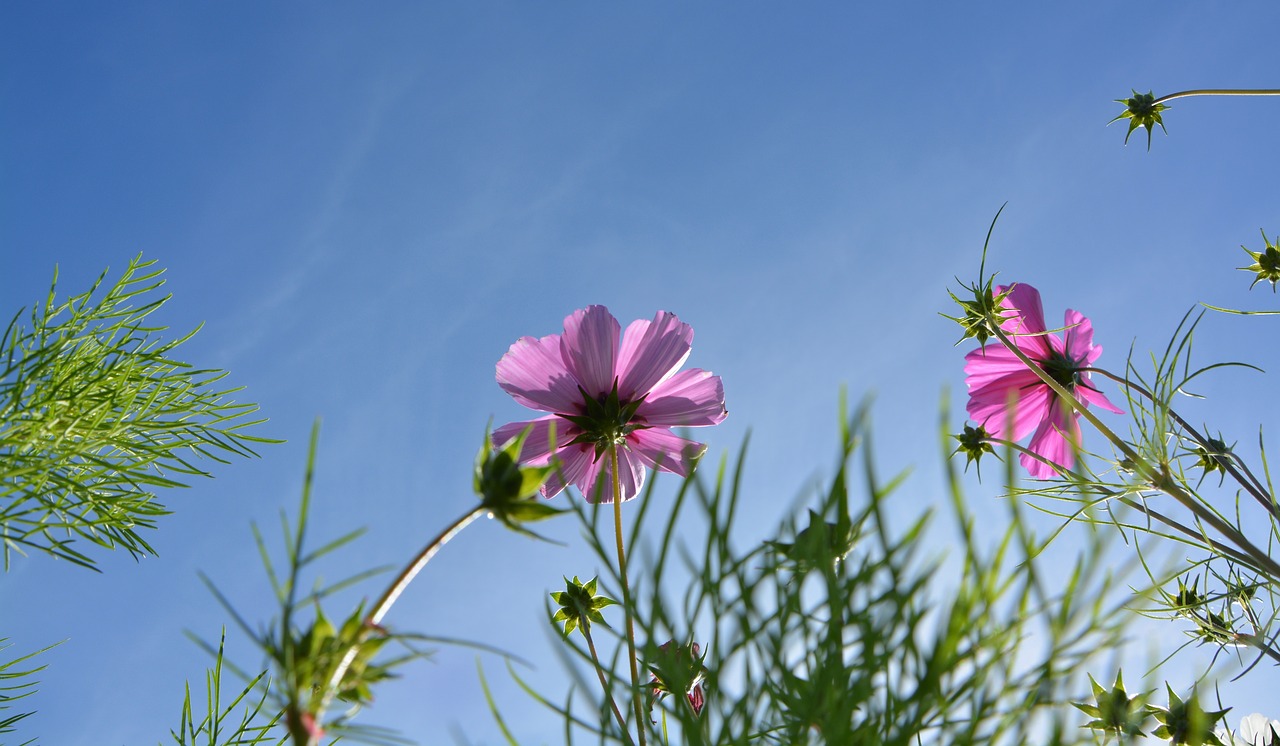 Image - flowers below the flowers blue sky