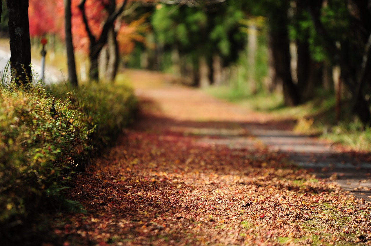 Image - fallen leaves autumn road