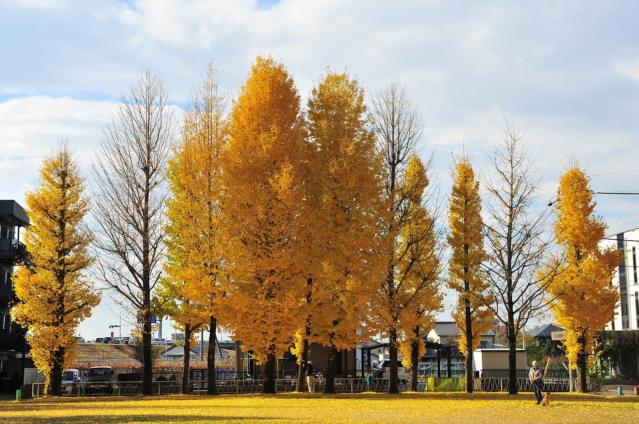 Image - autumn gingko tree park
