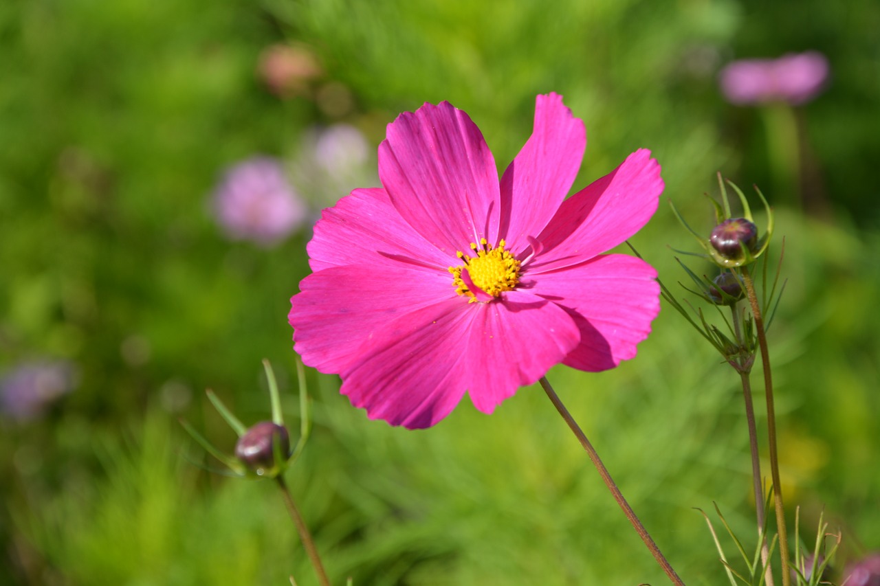 Image - flower pink flower fuschia nature