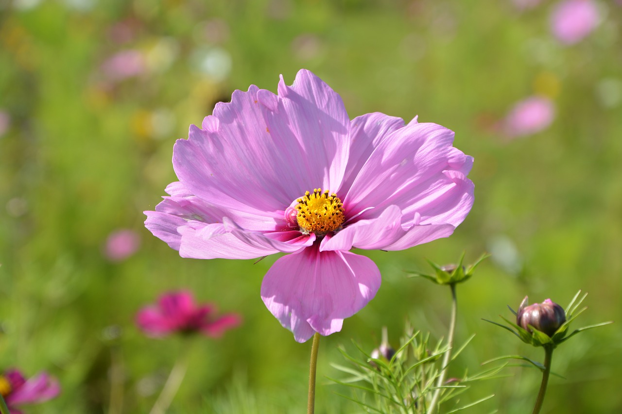 Image - flower pink flower parma nature