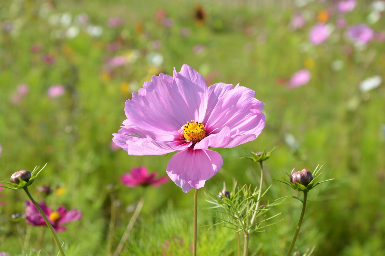 Image - pink flower purple