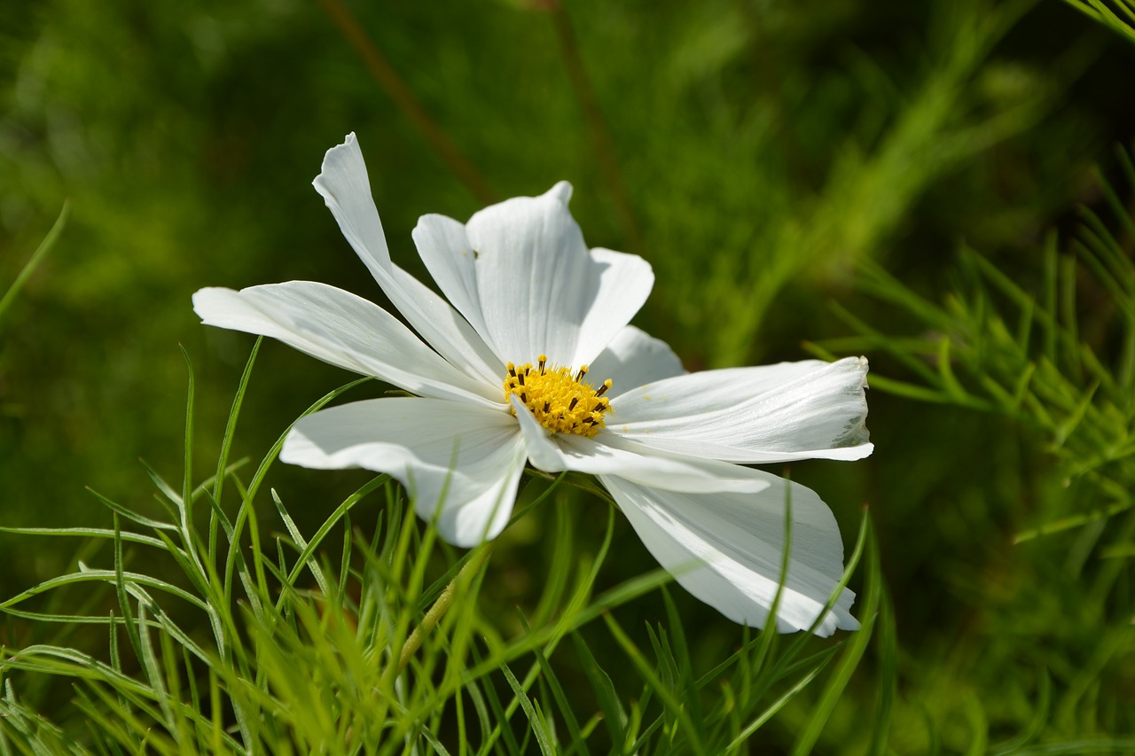 Image - flower white flower nature garden